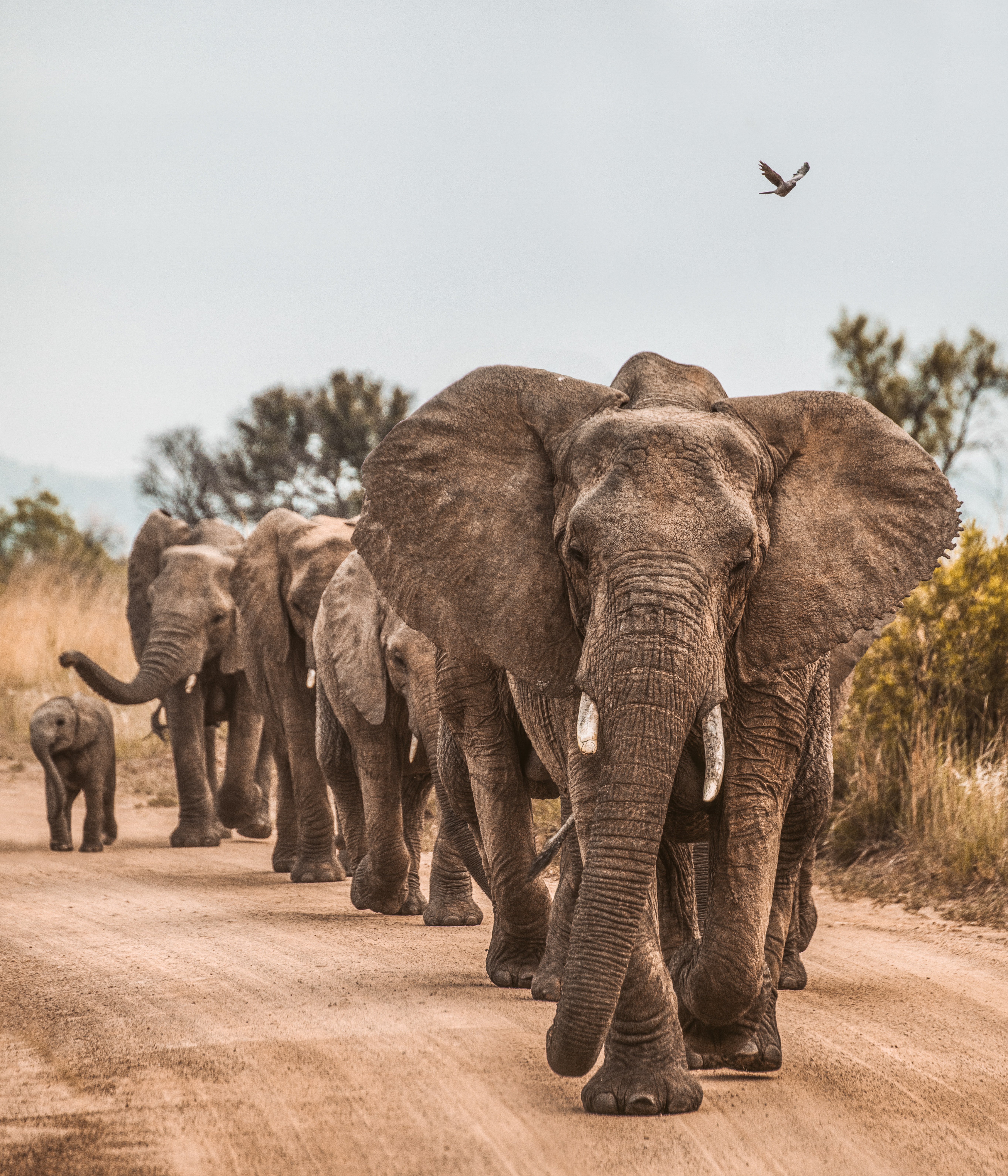 Elephant Family 