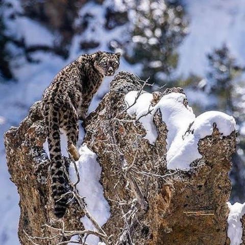 Snow Leopard