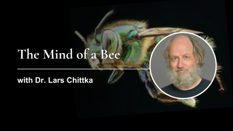 The Mind of a Bee