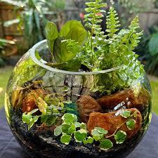 Terrarium