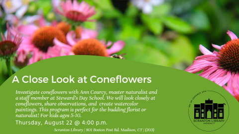 Coneflowers