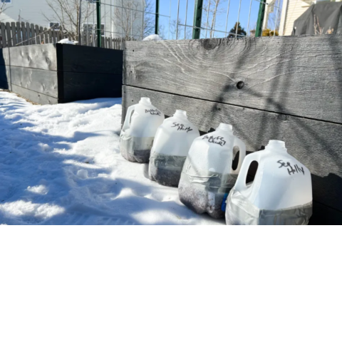 winter seeds in milk jugs