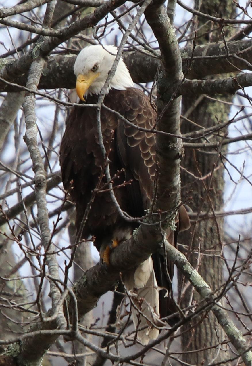 Bald Eagle