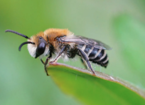 A bee on a leaf